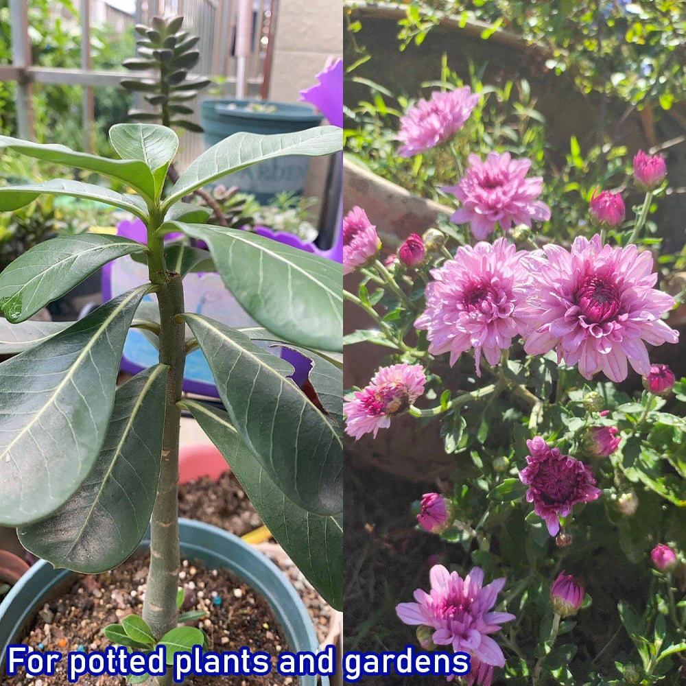 50g Seaweed Extract New Organic Fertilizer For Garden Bonsai  Helps Plants Grow Rich In Organic Matter